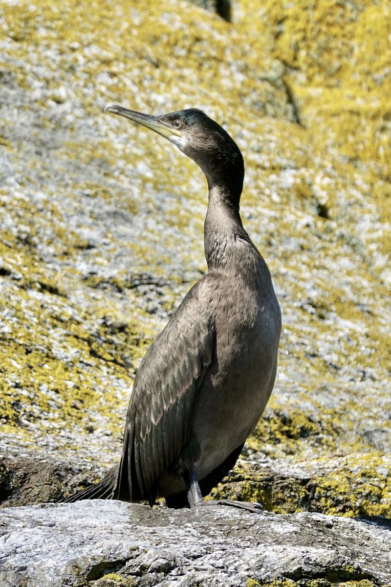 One of Lundy’s resident birds, a juvenile shag. More information about Lundy’s birdlife can be found at birdsoflundy.org.uk & for news of recent bird sightings lundybirds.blogspot.co.uk #Lundy #Birdobservatory #Bristolchannel #birds