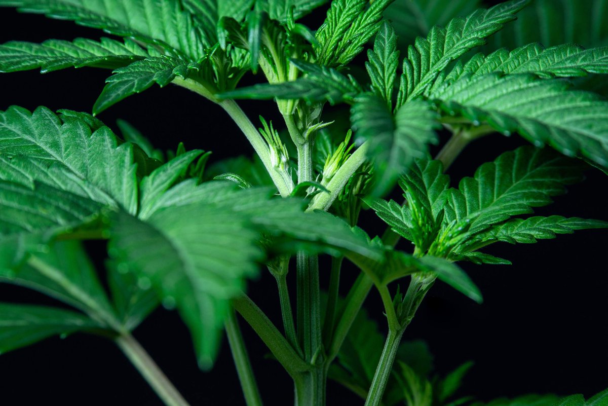 royalqueenseeds's tweet photo. Growers, let's play! Is this plant male or female? Make your guess! 👇🏼

🧑🏽‍🌾 Pot_Portraits https://t.co/y7rRUxVJ4Z