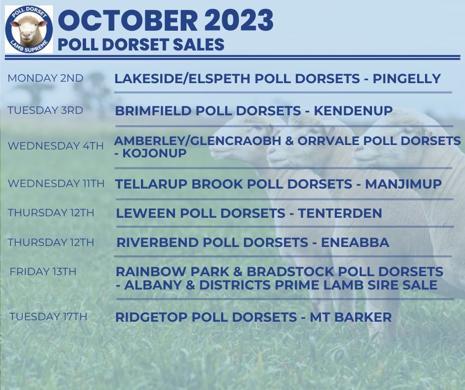 Western Australian Poll Dorset Association tweet media