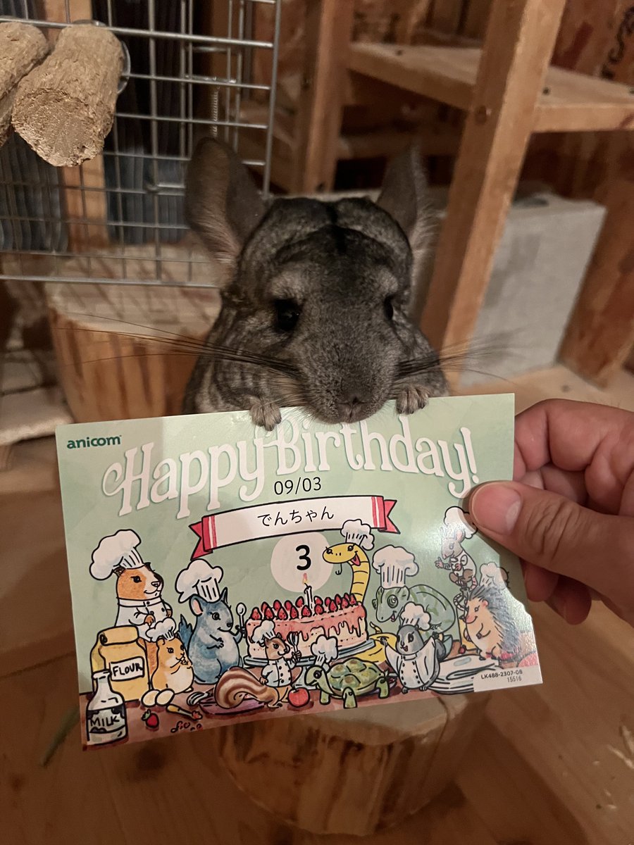 きつねですが。 (@kitunedesuga) / Posts / X