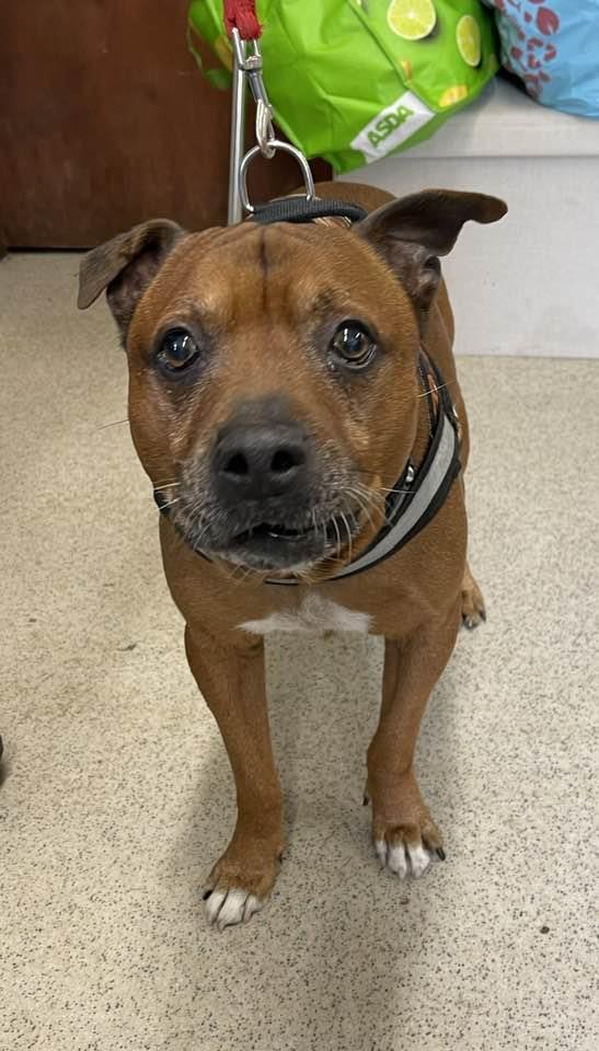 Penny (@penny2449) on Twitter photo #rehomehour
Red 9 yr 8 month old Staffie, he needs a quiet child/pet free retirement home with time to settle, has arthritis and wobbly back legs, Bleakholt will cover pain meds cost, more info/adopt him from <a href="/BleakholtUK/">Bleakholt Official</a> #rehomehour
Red 9 yr 8 month old Staffie, he needs a quiet child/pet free retirement home with time to settle, has arthritis and wobbly back legs, Bleakholt will cover pain meds cost, more info/adopt him from <a href="/BleakholtUK/">Bleakholt Official</a>