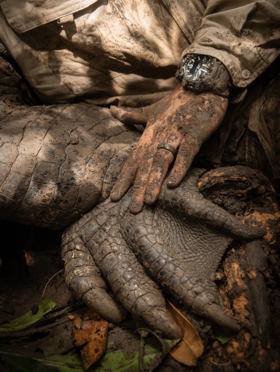 Now this is a true dinosaur foot. We added a 15 foot male named Captain America to the @AustraliaZoo crocodile research study. It’s amazing that an animal like this still exists alongside us today. All the more reason to protect them🐊💚