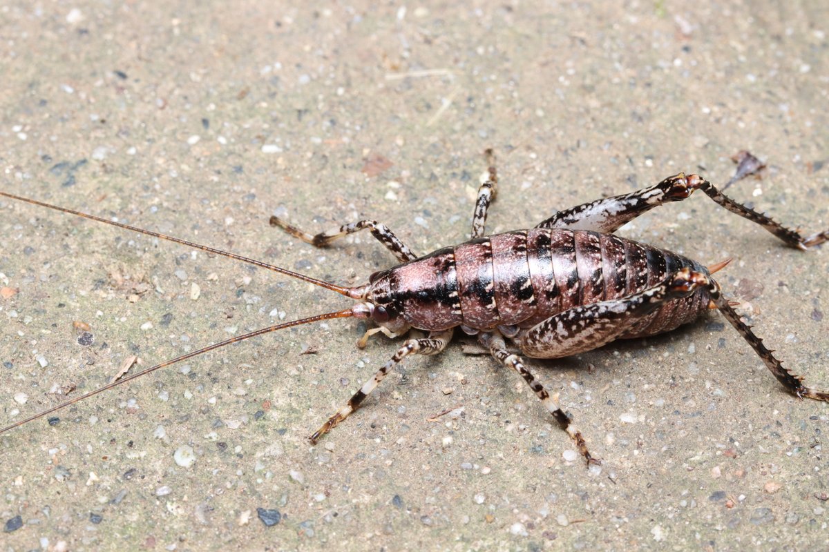 突然出会えたクチキウマの一種。

色合い、地域からしてヒョウノセンクチキウマの可能性が最も高いが、最後まで雌を見つけることができなかったため同定は見送りに。