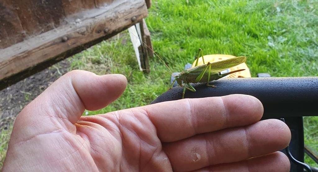 maheuser's tweet photo. Schön lange nicht mehr eine solch große Heuschrecke gesehen.
Das Landleben eröffnet ganz neue Perspektiven. 😁 https://t.co/YzJAjOTG5W