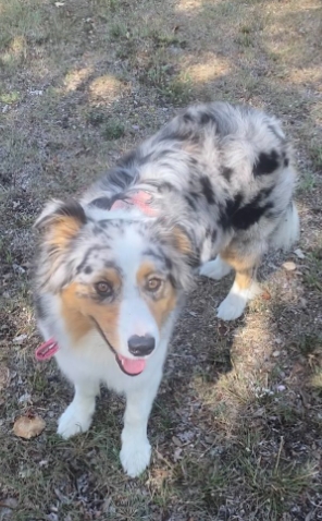 MissingTarn81's tweet photo. 22.08.23 Perdue chienne merle Berger Australien à Lacroisille. "Ischia". Tél : 06 71 44 22 50 ou contact @LolaMadaule #TARN #chien https://t.co/wf2ydv1rOk