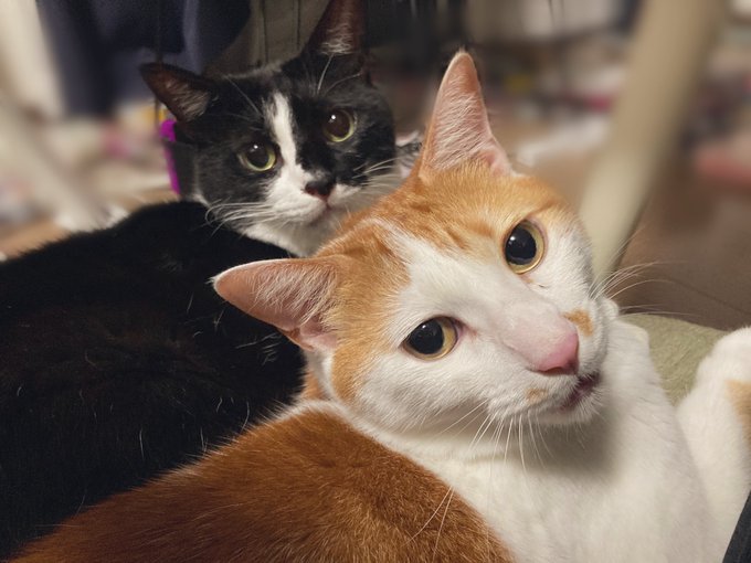 背景汚すぎてぼかしたけど何も誤魔化せてない猫 