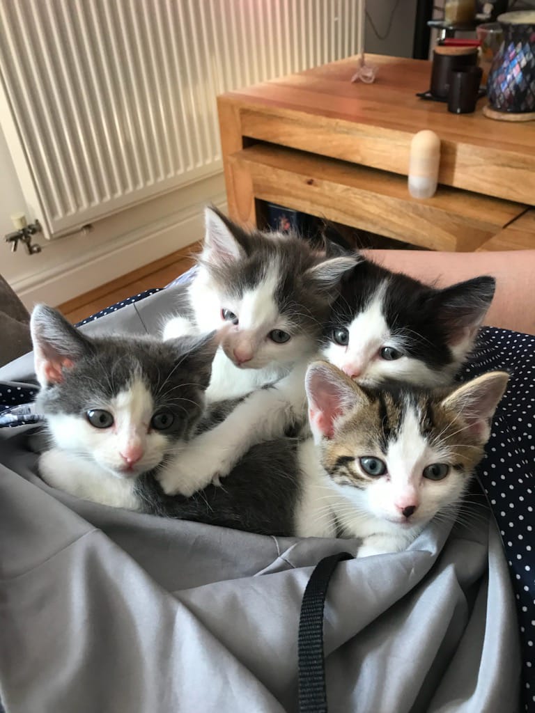🔊BREAKING NEWS!

Listen to @GetRadioUK breakfast tomorrow to hear Ops Mngr Sharon update on 'skip kit's from #Witney & telling more stories about kittens... Most importantly, highlighting how you can help our wonderful #fostercarers look after #Oxfordshire's homeless #animlas.
