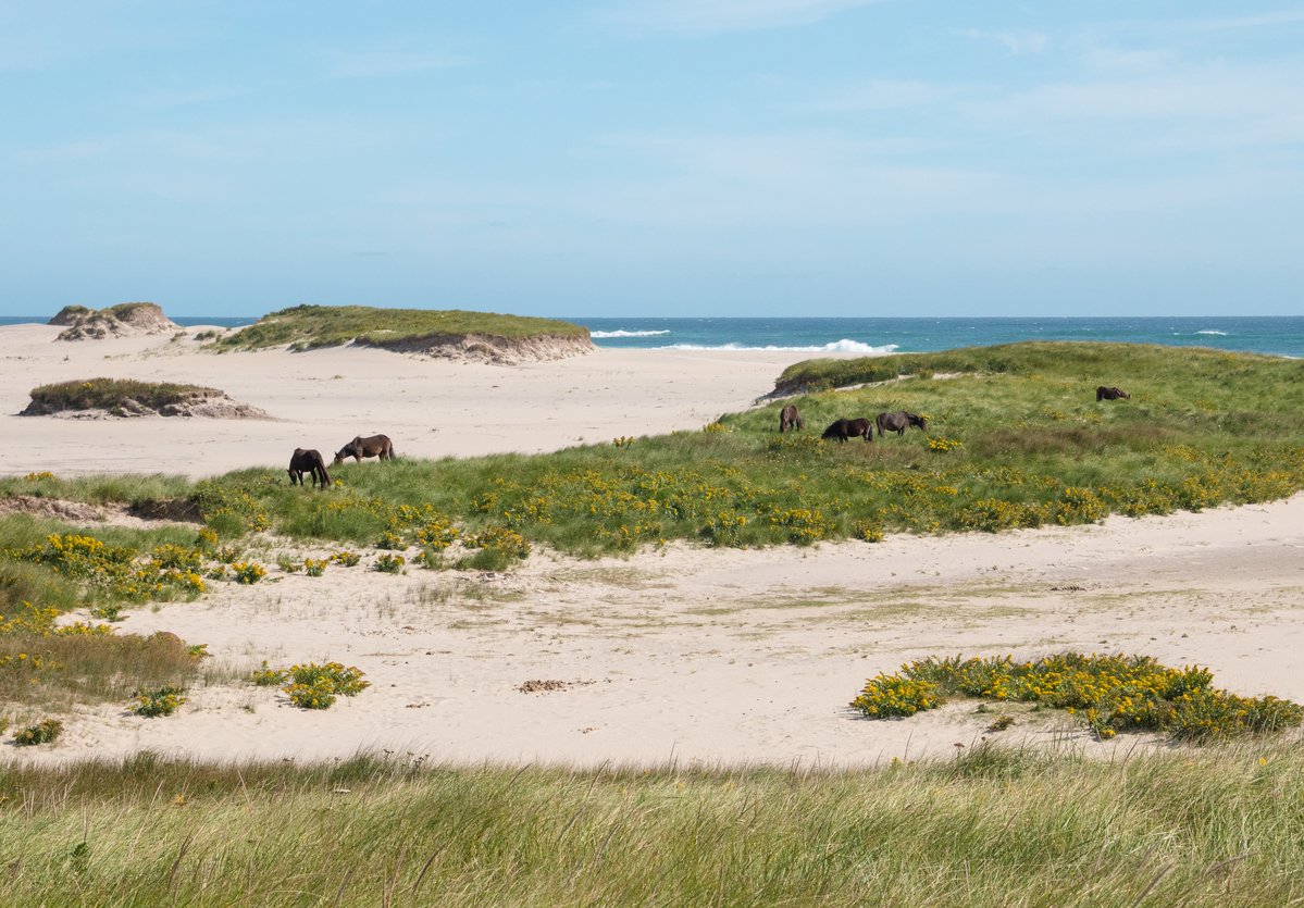 [#CanadaInsolite] Située au large de la #NouvelleEcosse, l’#IledeSable est un croissant de sable où résident près de 500 chevaux sauvages, qui vivent sans aucune interaction humaine : les visiteurs doivent rester à au moins 20 mètres d’eux. 🐎