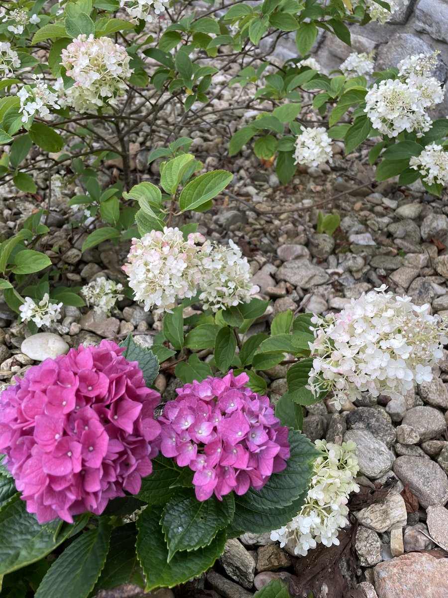 lenkad11's tweet image. 