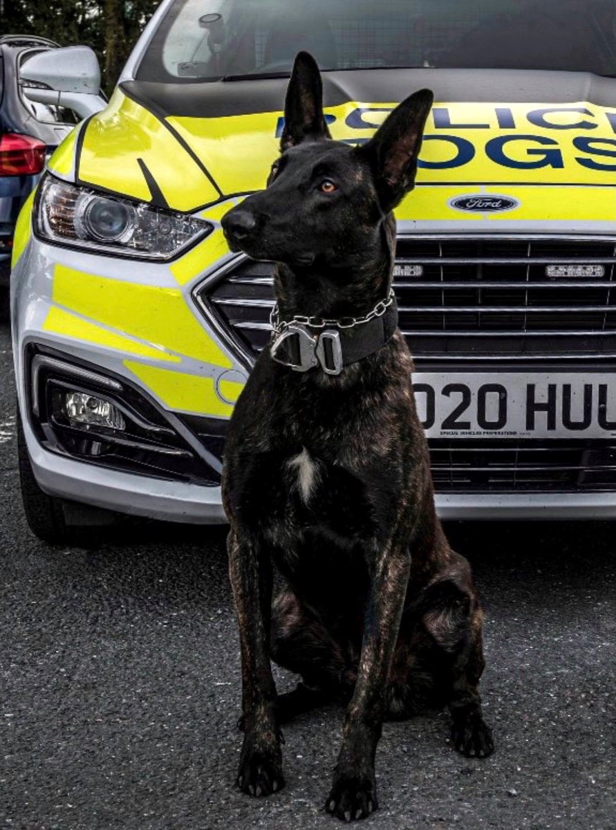 ChNWPoliceDogs's tweet photo. Last night a stolen vehicle was abandoned and two males made off. PD Toro was on hand and quickly located the driver who was hiding in undergrowth. The second male was detained by @CheshireRCU officers.
#PDToro #Boo https://t.co/nSZG9bjI8N