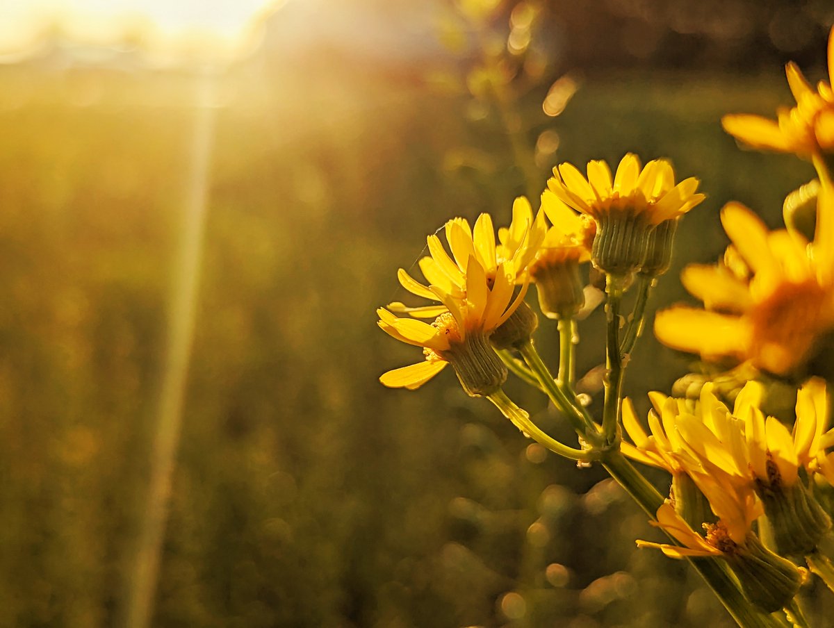 Jodi Kessler tweet media