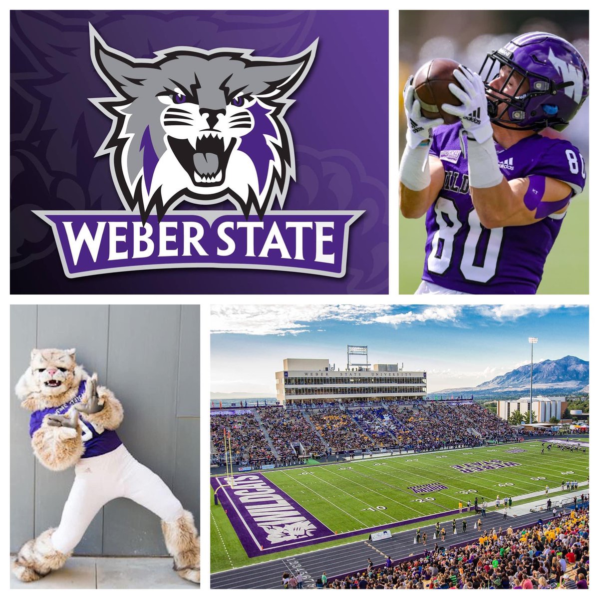 FCSFansNation's tweet photo. Our 127th and final team of our 127 FCS Teams in 127 days, leading us up to the 2023 FCS Kickoff are the @weberstatefb Wildcats!
(All info is FCS only and from 1978 and on when the league was created. Info is specific to each teams time within the FCS only)
Team - Weber State Wildcats
Head Coach - Mickey Mental; entering his 1st season
2022 Record - 10-3
School - Weber State University
Enrollment - 29,774
Endowment - $219.5 Million
Location - Ogden, Utah
Stadium - Stewart Stadium
Capacity - 17,312
Conference - Big Sky
Mascot - Waldo the Wildcat
Band - Weber State Wildcat Band
Fight Song - Weber State Fight Song
Colors - Purple & White
FCS Timeframe - 1978 to Present
Conference Titles - 5 Big Sky Titles
2008, 2017, 2018, 2019, 2020
Playoff Appearances - 10 (8-10 Record)
1987
- First Round W Idaho 59-30
- Quarterfinals L Marshall 23-51
1991
- First Round L UNI 21-38
2008
- First Round W Cal Poly 49-35
- Quarterfinals L Montana 13-24
2009
- First Round L William & Mary 25-38
2016
- First Round L Chattanooga 14-45
2017
- First Round W Western Illinois
- Second Round W Southern Utah 30-13
- Quarterfinals L JMU 28-31
2018
- First Round Bye
- Second Round W SE Missouri State 48-23
- Quarterfinals L Maine 23-18
2019
- First Round Bye
- Second Round W Kennesaw State 26-20
- Quarterfinals W Montana 17-10
- Semifinals L JMU 30-14
2020
- First Round L Southern Illinois 34-31
2022
- First Round W UND 38-31
- Second Round L Montana State 33-25
National Championships - 0
STATs Top 25 Voter Jamie Williams 2023 FCS Preseason Top 127 Ranking - 16th
Team/School Fun Fact - For many years, the students kept a live wildcat to display at football games. The animal, likely unhappy at being kept in a cage all day, ended its career as a mascot when it bit a cheerleader named Judy Freeman on the nose.