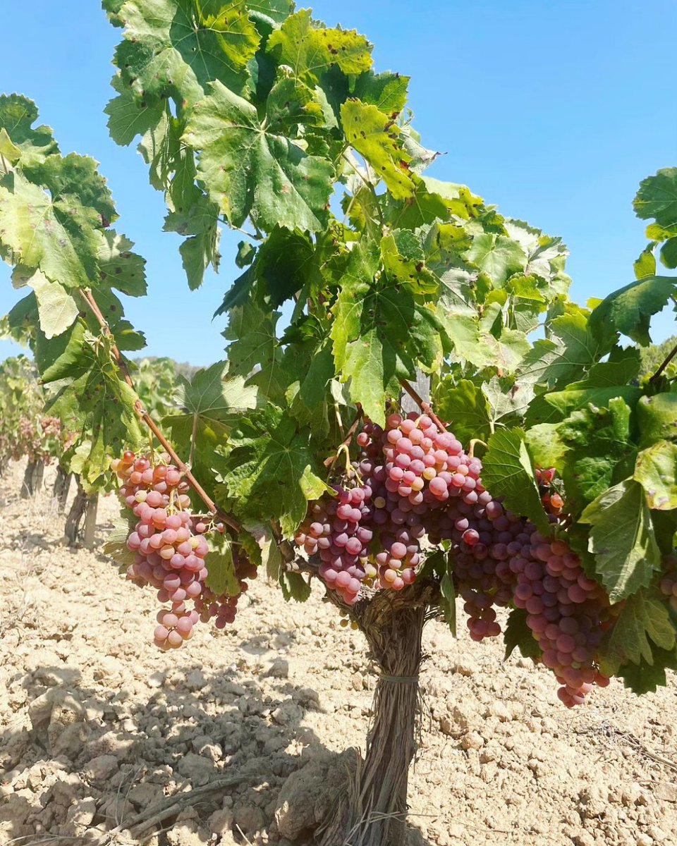 Celler Vell tweet media