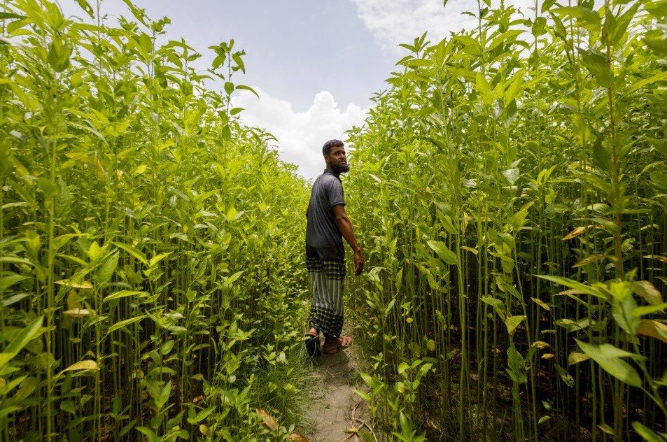 runakhan_ed's tweet photo. We must nurture a #climateresilient future, one seed at a time!
But... nurture to maximise yield ethically.
Heat-resistant crops are a band-aid, but halting #globalwarming is the cure.
📷 @OEllingvag
#WeActNow #ClimateChange #ClimateCrisis #NoHunger #foodsystems #SDG13 https://t.co/D7dQ8weuth