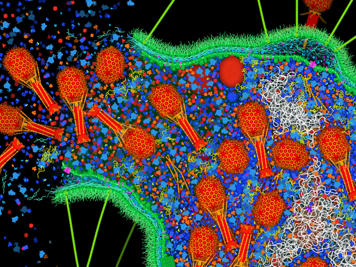 dsgoodsell's tweet image. The full-size file for "Bacteriophage T4 Infection" is freely available @buildmodels at: pdb101.rcsb.org/sci-art/goodse…. I drew it at a scale of 1 pixel/nm, so the file is huge and hopefully good for poster-size prints. Here's a detail of the bursting cell.