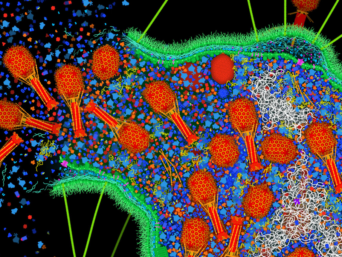 The full-size file for 'Bacteriophage T4 Infection' is freely available @buildmodels at: pdb101.rcsb.org/sci-art/goodse…. I drew it at a scale of 1 pixel/nm, so the file is huge and hopefully good for poster-size prints. Here's a detail of the bursting cell.