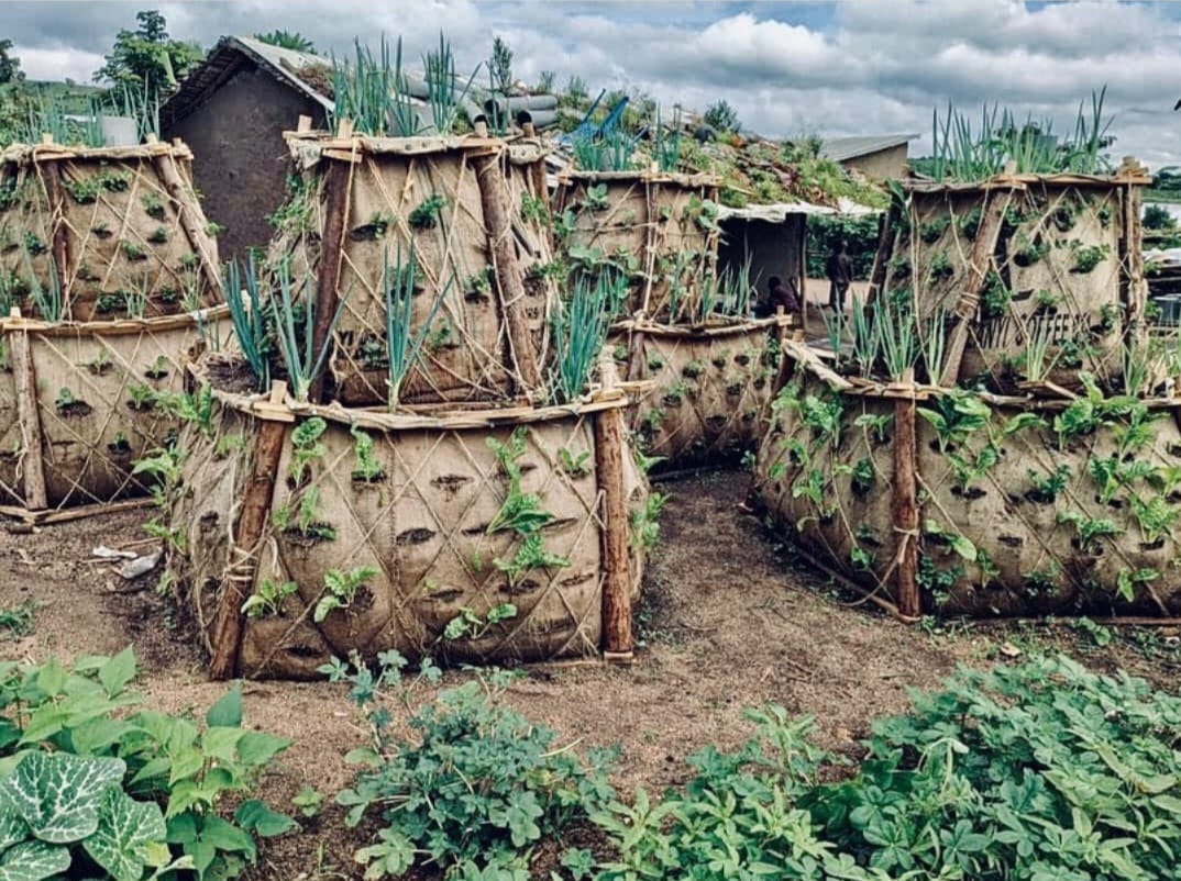 VMG_ug's tweet photo. How might we improve nutritional outcomes and alleviate food insecurity for refugee communities? For VMG, the answer lies in low cost communal vertical gardens. Together with design fellows from @designwithoutborders, the team created and installed 20 gardens in 2 refugee camps. https://t.co/S8LtduTMct