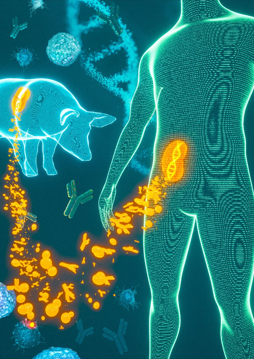 Thank you @NanoStringTech for spotlighting our #xenotransplantation article in <a href="/TheLancet/">The Lancet</a>. Our collaboration unlocked vital immunological insights in specific tissue regions, thanks to platforms like nCounter &amp; GeoMx. Together, we're deciphering organ rejection complexities.