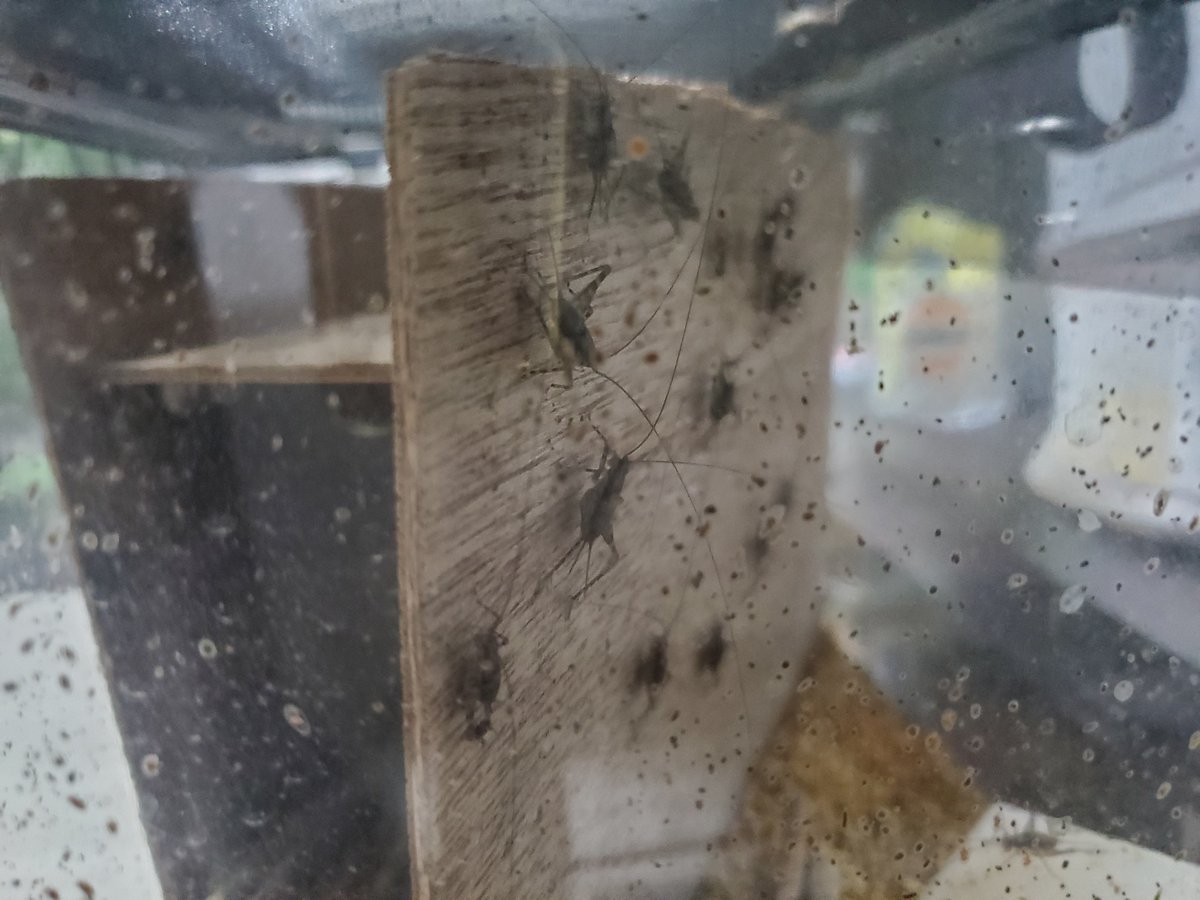 我が家のサワマツ累代今こんな感じ。

成長して過密になったので大ケースに移動させたいところなんだけど逃げるのが怖くてなかなか踏み出せないでいる…

成虫はまだ雄1頭のみが生き残っていてたまに掠れた鳴き声を発している。