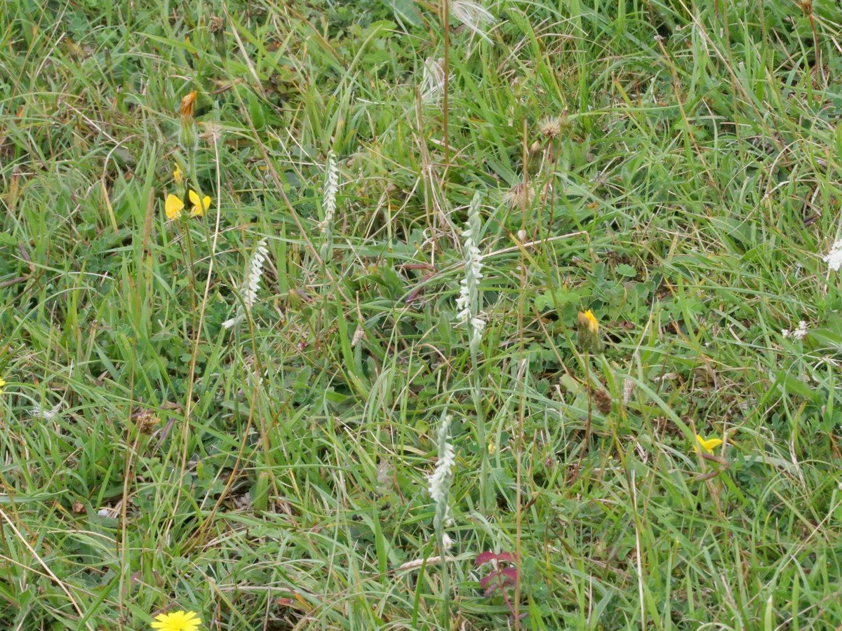 The Autumn Lady's-tresses, Spiranthes spiralis, at Anchor Bottom, between Steyning & Shoreham,West Sussex are really abundant this year. I go every year in late summer to see them there. I don't think I've seen so many for a long time. @BSBIbotany @Sussex_Botany @SussexWildlife