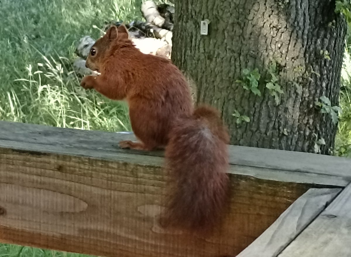 silverbandroom's tweet photo. Thrilled to see red squirrels 20 miles south of Farndale at #YorkshireArboretum nr #CastleHoward. See if you can make it back to #Farndale guys where forthcoming shows @silverbandroom include new #Folkstar #CinderWell 23/09/23 and the return of legendary #JohnnyDowd 09/03/24 https://t.co/o4onXSf3vY
