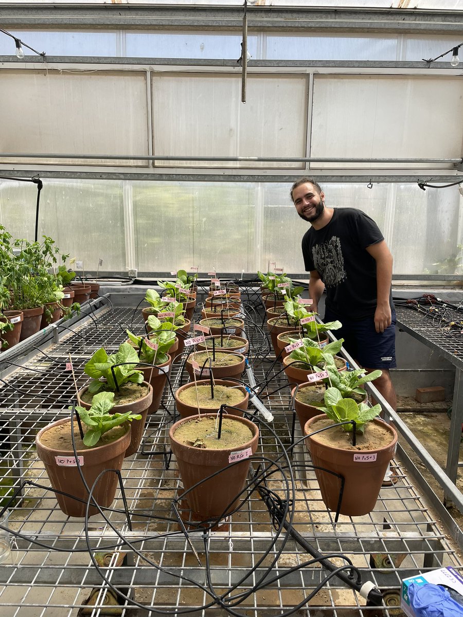 Busy summer #2 @HUJIAgri – growing lettuce, studying the fate of tire-derived contaminants in agricultural environment. With Luzian from @Hofmann_Lab @EDGE_Vienna
