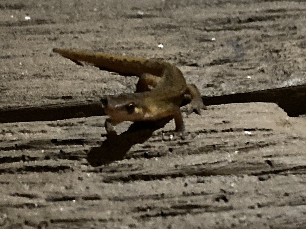 Harriet Dismore tweet media