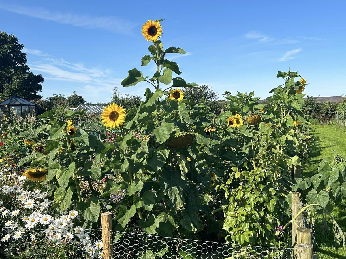 Sunflowers growing in Moorsholm during The Big Sunflower Project 2023.  
#TheBigSunflowerProject #Sunflower #Sunflowers #GrowASunflower #SowGrowShow #LetItGrow #CentronuclearMyopathy #MyotubularMyopathy #CentronuclearMyopathies #RareDisease #RareDisease #RareDiseases