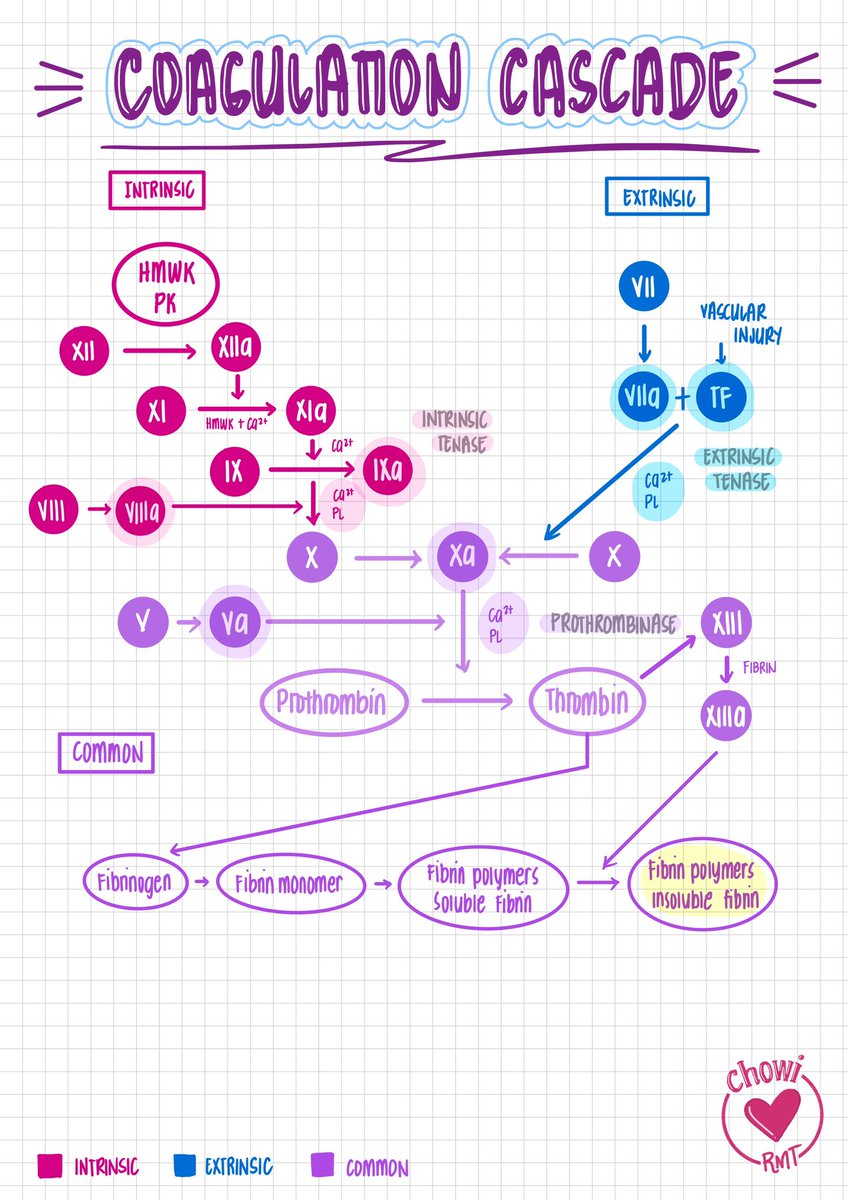 COAGULATION CASCADE 🍻

Pili na lang kayo kung mas gusto niyo yung clean version or yung detailed, yung detailed lang yung nasa drive. Lezzgo, March takers!

drive.google.com/file/d/1m_3RH-…

#MTLEWallNotes