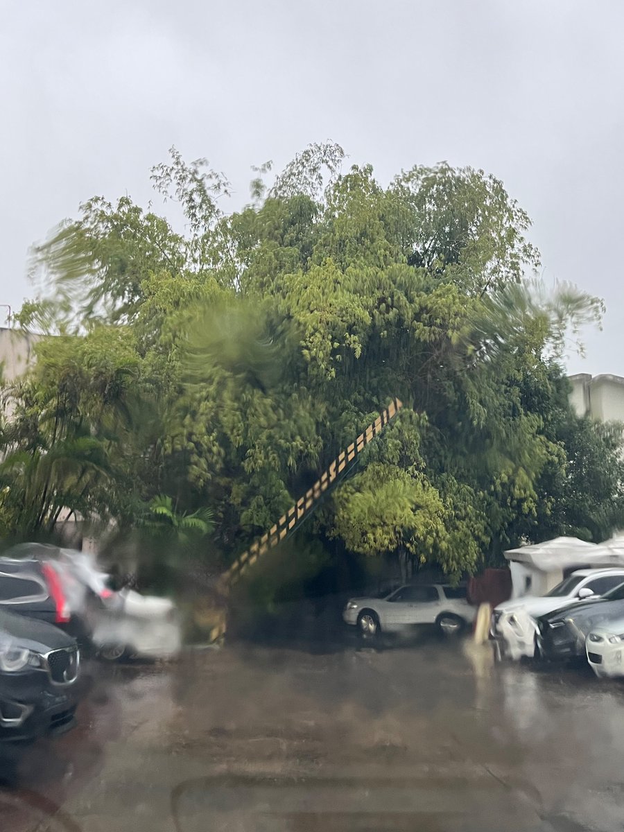 tita_yol's tweet photo. En varias ocasiones y por varias vías hemos solicitado al @AlcaldiaDN @CarolinaMejiaG asistencia con este árbol de bambú por el riesgo que significa para nuestra vía y residencial…. @COE_RD  necesitamos asistencia por favor. 🙏🏽 https://t.co/aW6IBFGIlu