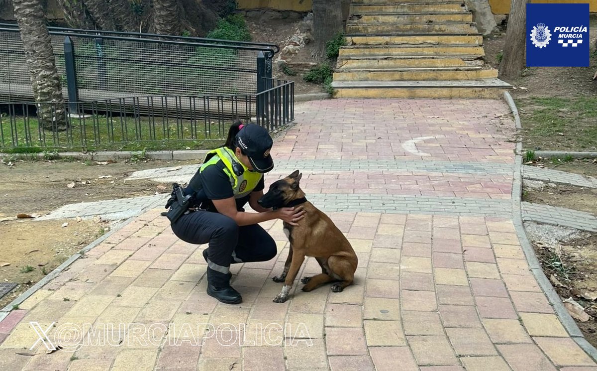 Son nuestros más fieles amigos, no les abandones.
Una mascota no es un capricho, es una responsabilidad.

We ❤️ #animals
No #abandonoanimal