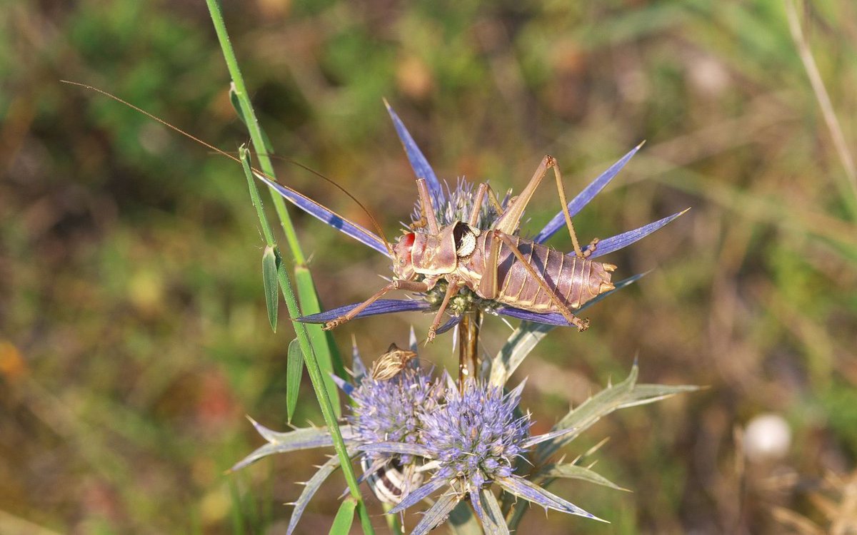 Dalmatian Saddle Bush-cricket (Dinarippiger discoidalis), a bush cricket endemic to Dinaric Alps, was one of the 60 Orthoptera species which we recorded during our investigation around #Neretva and Zalomka rivers. #Orthoptera #biodiversity #conservation