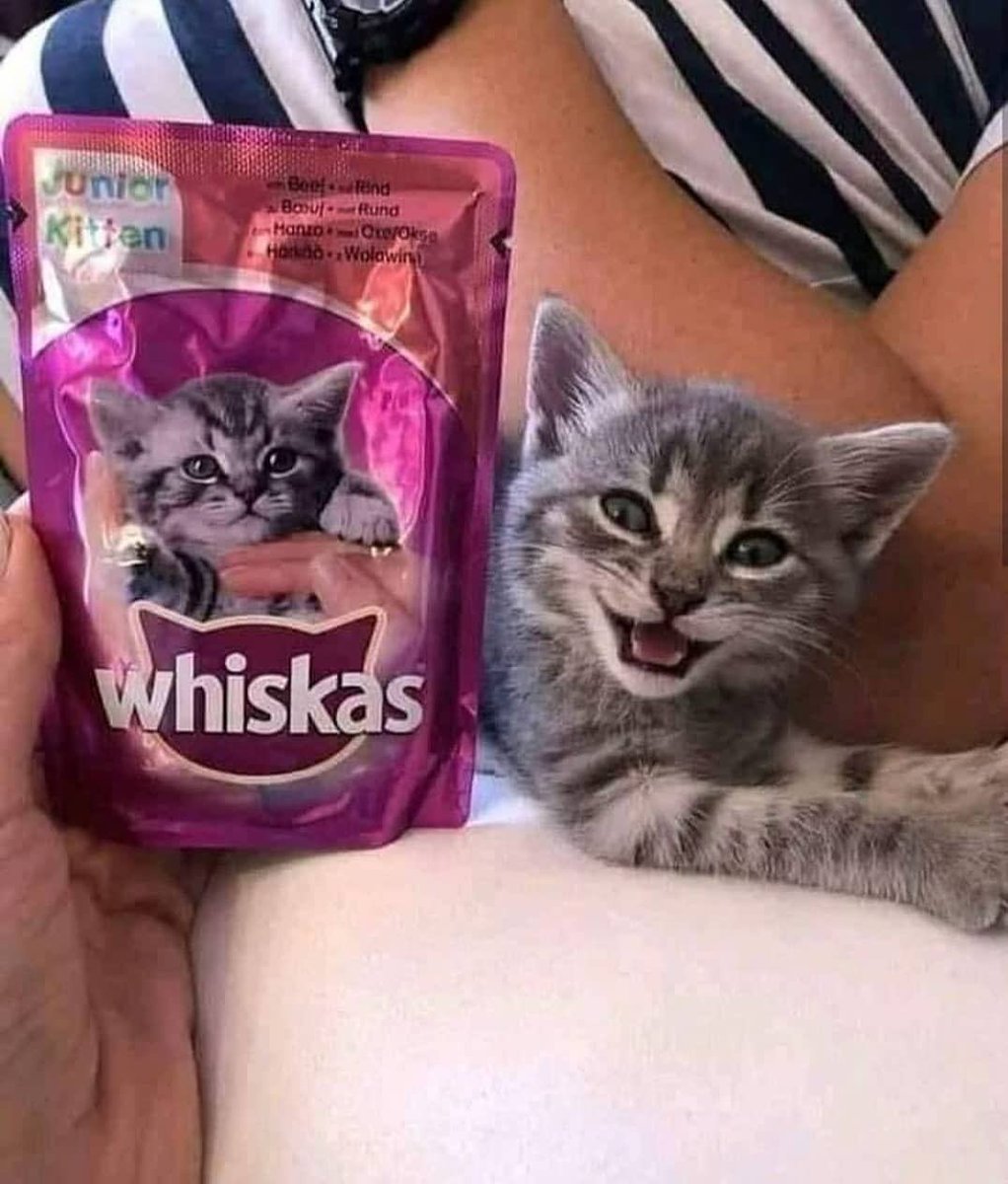 CatWorkers's tweet photo. (Professional lookalike.) https://t.co/JLTk4Azo5h