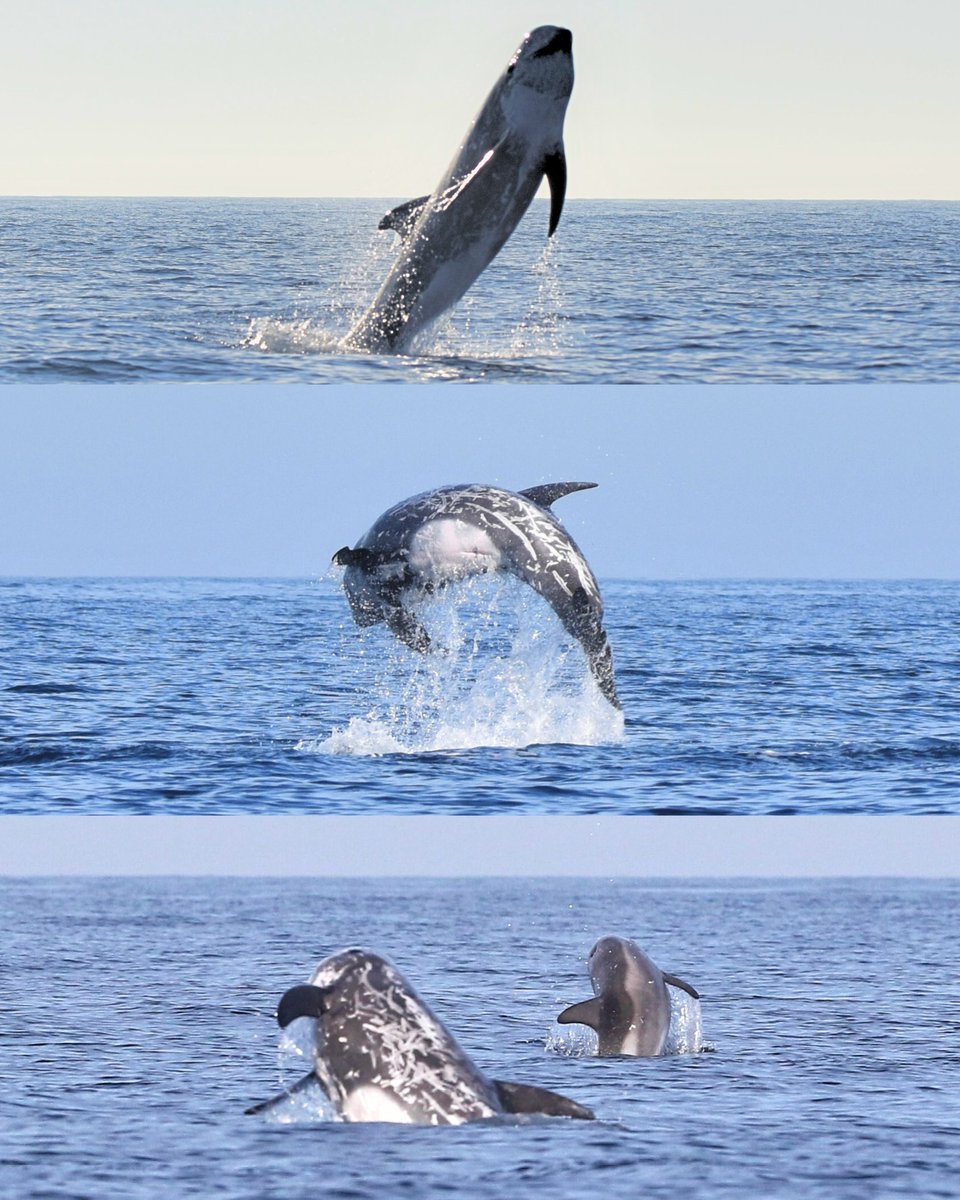 👀 El #calderón gris es una especie activa que muestra distintos comportamientos en superficie 👇

💦 Puede realizar saltos, también espionaje (en inglés “#spyhopping”), extraer la cabeza verticalmente fuera del agua para observar el entorno, o incluso extraer la aleta caudal...