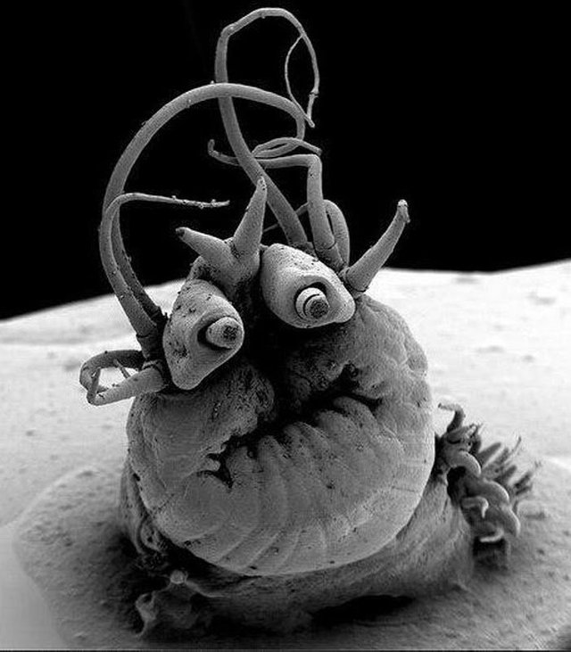 Bu bir denizaltı solucanı, adı: Nereis sandersi,  a polychaete worm .. 
Elektron mikroskop ile çekilen fotoğraflar gerçek