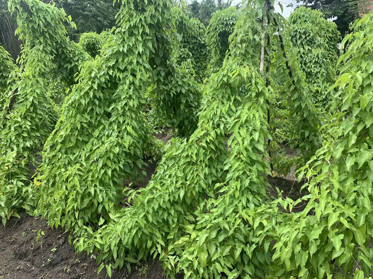 Illushi, Edo State has the most lucrative seed yam business in Nigeria. The PROSSIVA Yam-team, IITA, organized a field day to introduce new technologies for increasing productivity and encourage seed entrepreneurs to use good practices.