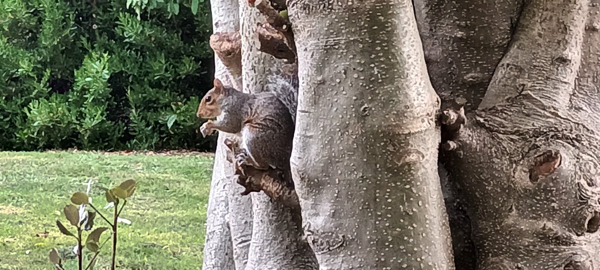 mls236's tweet image. #whitby #squirrel #photogr
