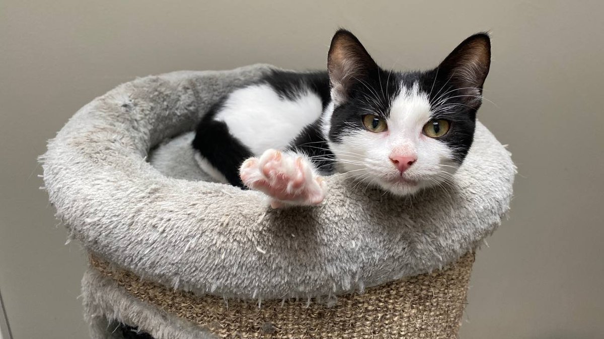 Help de kittens in Dierencentrum de Ark in Harderwijk loka.al/9db