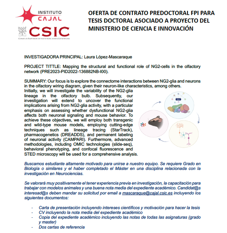 LOPEZMASCARAQUE's tweet photo. 🧠 Join us for a 4-year journey on brain research through a PhD thesis in our lab. We offer a #FPI contract. Apply now 👇👇 https://t.co/0qNTDdyvvz