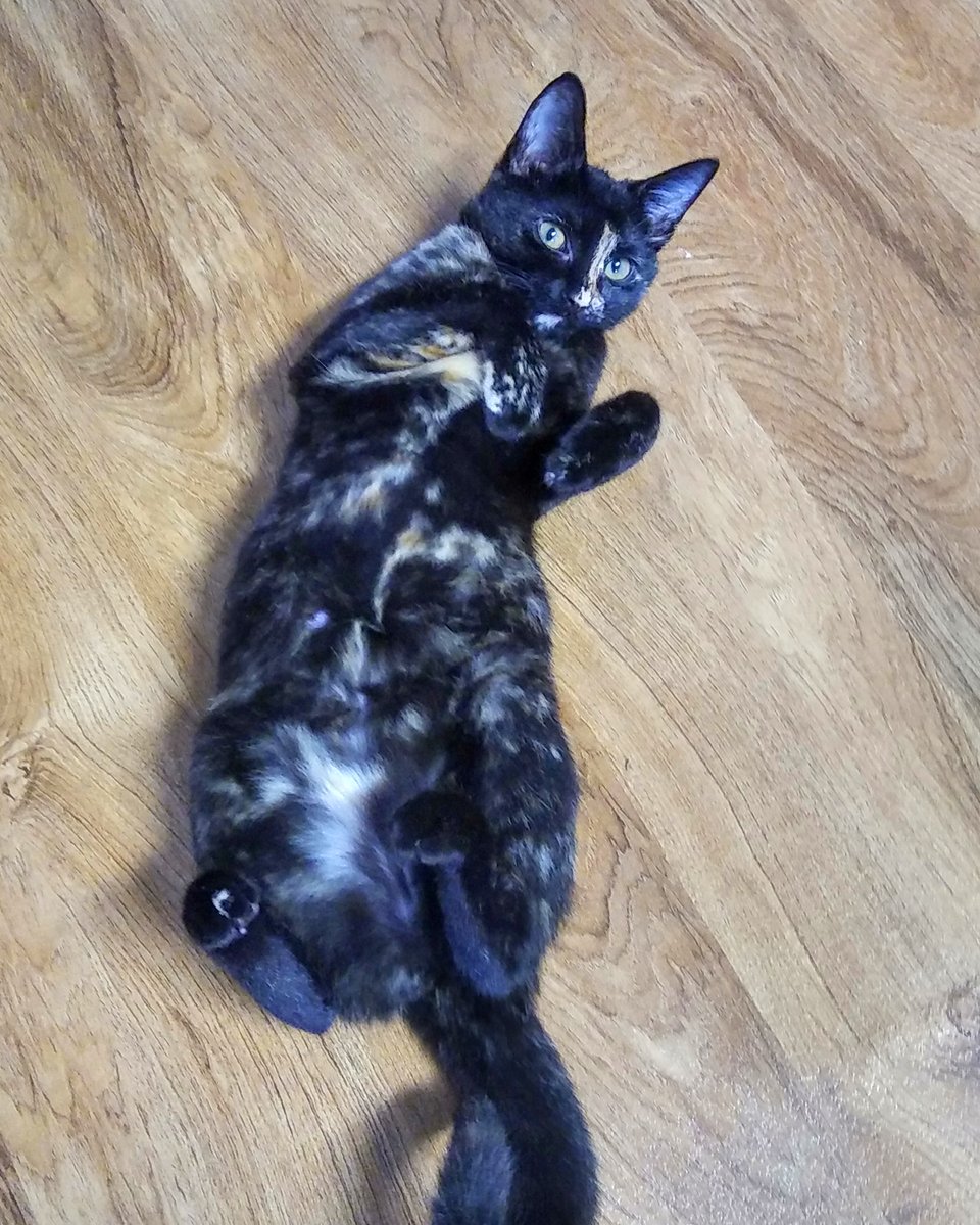 We hope you enjoy this Tortie Tummy Tuesday pic?! ❤️

#TortieTummyTuesday #Cats #tortiesofinstagram