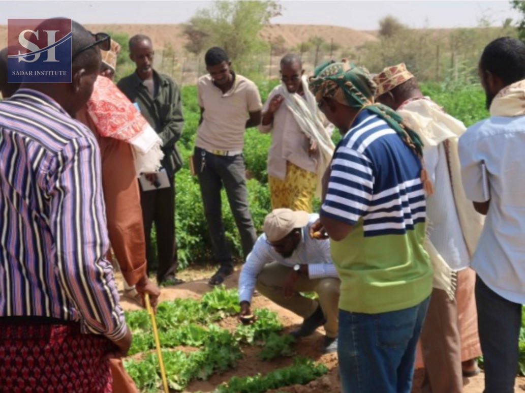 Sadar_Institute's tweet photo. Exploring the Farmer Field School approach in #Kobciye Project-Bari Region, Puntland state, Somalia: Emphasizing the vital role of soil testing in climate-resilient farming. The future of sustainable agriculture starts beneath our feet! 🌱🌍 @wfpsomalia @EU_in_Somalia https://t.co/Bf4IIXl5Yo