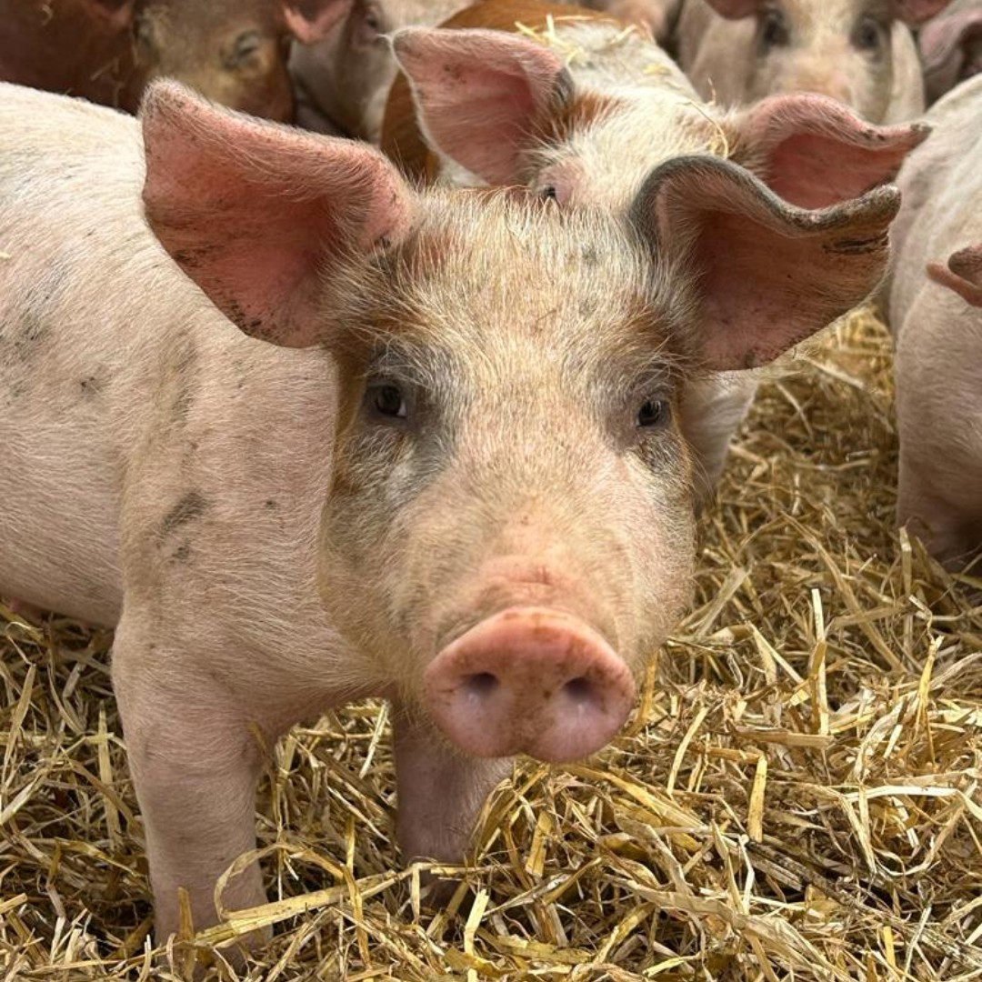 AgrovistaUK's tweet photo. Fascinating day witnessing the @FarmersWeekly Awards judging process recently at Pig Farmer of the year nominee - William de Feyter of Green Farm Livestock, East Ruston, Norfolk.
#ForOurGrowers #FarmersWeeklyAwards
@JodieChampion @judithtooth https://t.co/5UsJnE1fDZ