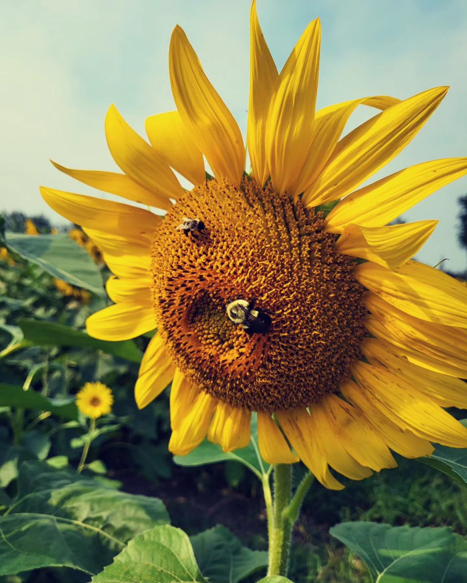 WildernessWebb's tweet photo. 🌻 🌻 🌻 https://t.co/dpC3sqVVJb