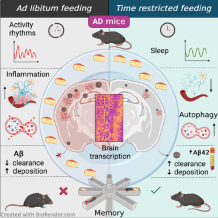 Phenomics_J's tweet photo. #Circadian modulation by time-restricted feeding rescues brain pathology and improves #memory in mouse models of #AlzheimersDisease , says a @Cell_Metabolism article. 
https://t.co/onfEQXlidi
#phenomics https://t.co/r8Wo46Ed2A