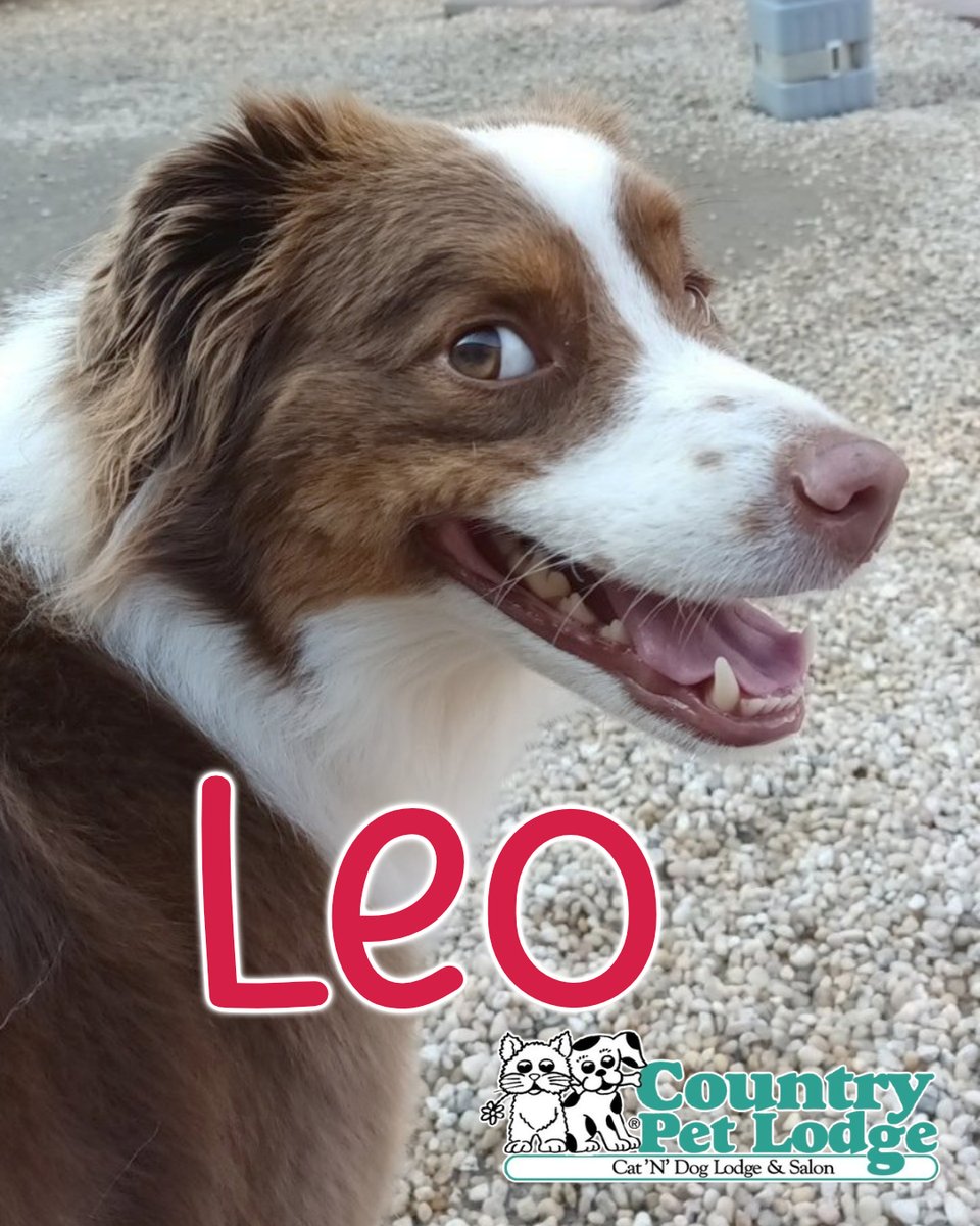 CountryPetLodge's tweet photo. Meet Leo, our Aussie star π stealing hearts with that 'Down Under' charm! π Whether he's soaking up the sun βοΈ or flashing that award-winning smile π #AussieAdventures #LeoTheLovable #CountryPetLodge #SmilingShepherd #LeoTheLuminous #AussieAdorableness πΎπ¦πΊ https://t.co/TZqy8YvOET