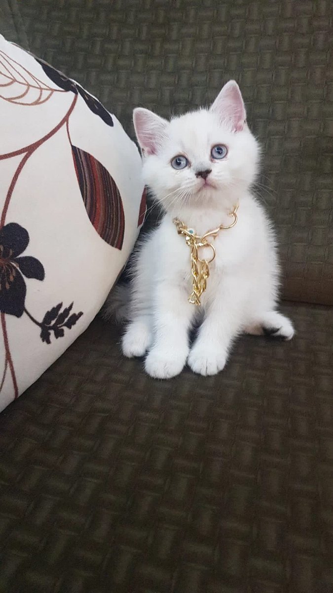 Mert İlgün tweet media