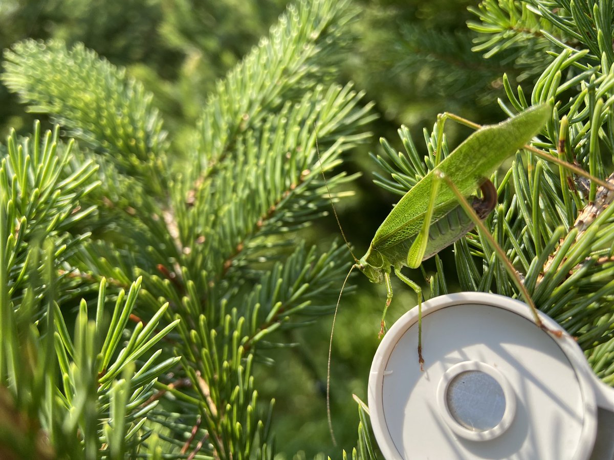 Emilie.isasa tweet media