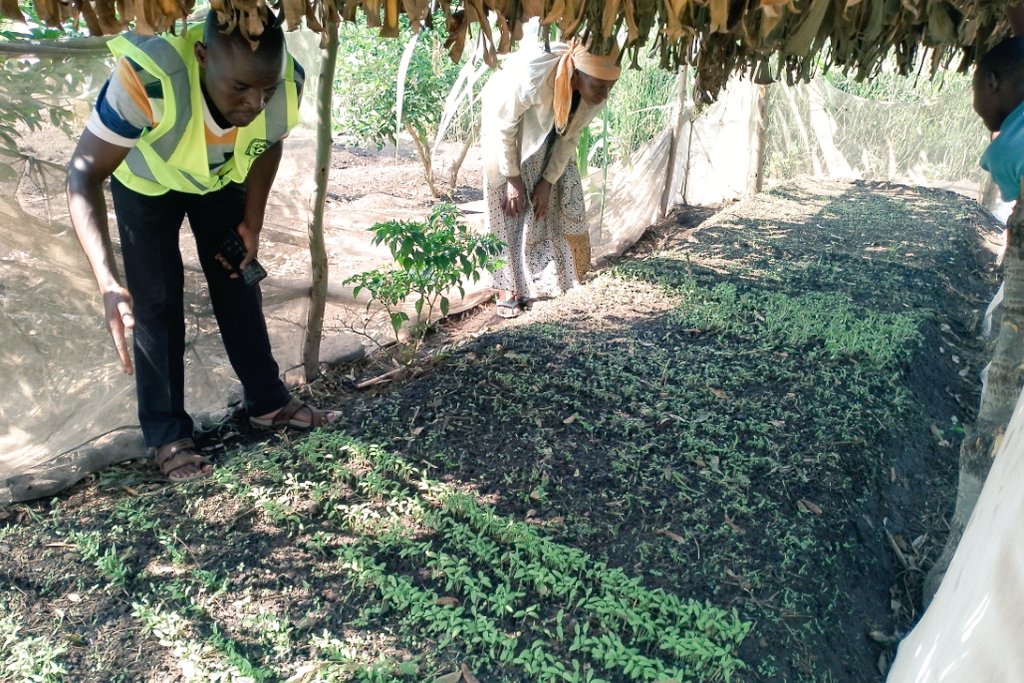 Maru_foundation's tweet photo. Checking on one of our women group's #seedbeds where a variety of vegetables have been planted, getting ready for transplanting.

We are localizing food systems where every household should have fresh foods including vegetables to feed on &amp; sell the surplus for income generation. https://t.co/YlkWc3lqve