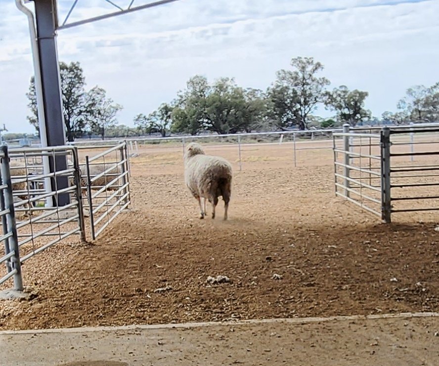 ramsaybaa's tweet photo. Was a bit slow to get my phone out. The rear end of the @TrangieC #MLPProject super ewe. Conceived 13, raised 13 lambs over 5 lambing opportunities π https://t.co/XhIi1cykEm