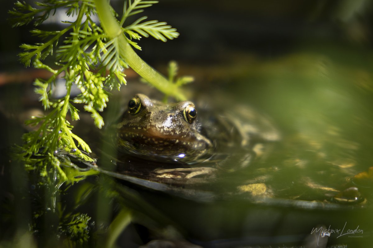 MichpixLondon's tweet image. Freddo at our 'pond lido' (in #Thamesmead) @Sallyweather @ITVweather @CanonUKandIE @froglifers #frog @NatureArtVic  #CanonEosR #CanonRF35mm @AP_Magazine  @sheclicksnet @aperturewps #TwitterNatureCommunity @BexleyWildlife @The_RPS @flygirlNHM  #NaturePhotography @ThamesmeadLDN
